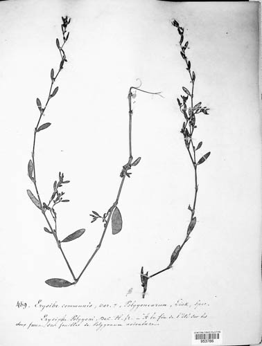 Erysiphe communis var. polygonearum image